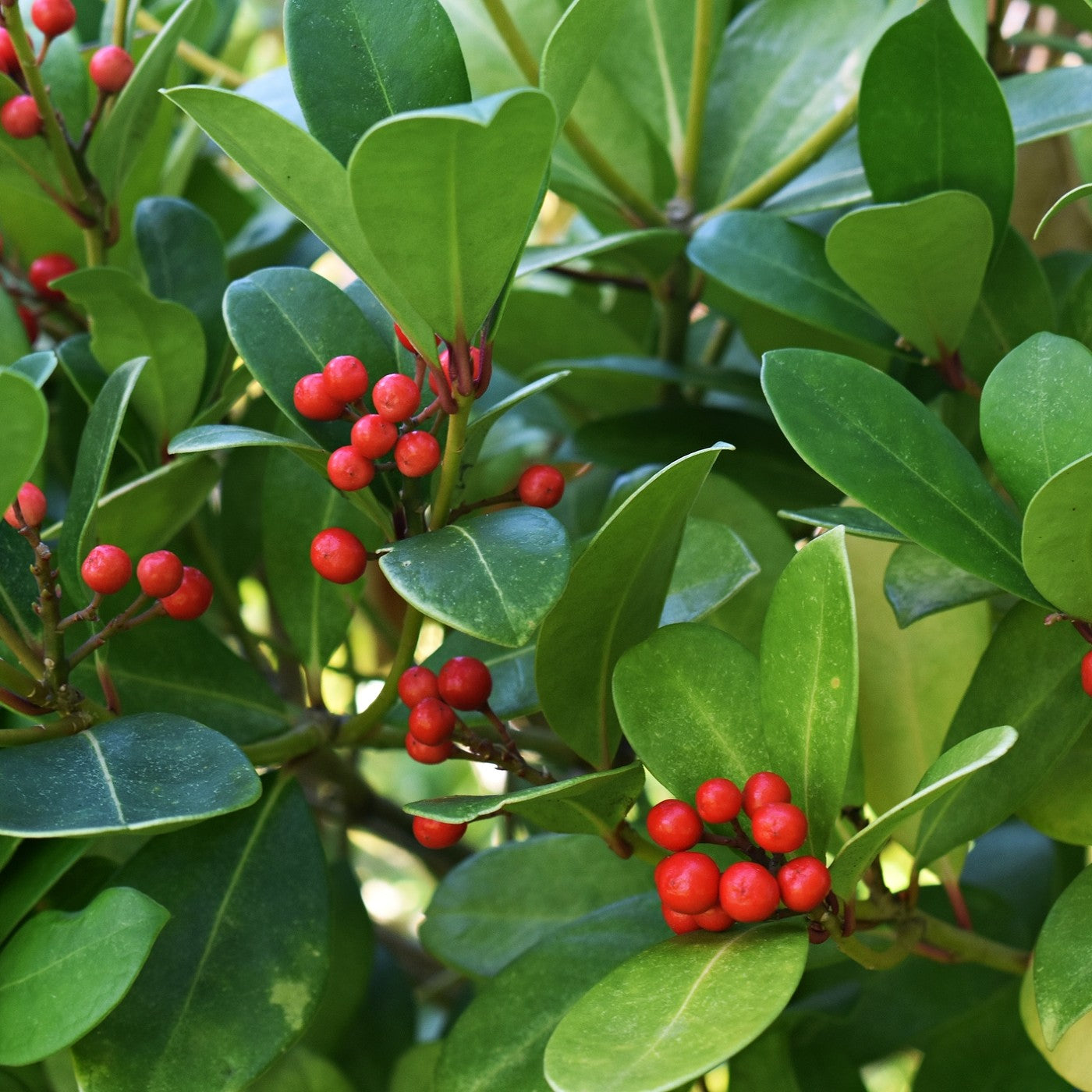 Wintergreen Seeds (Gaultheria procumbens)