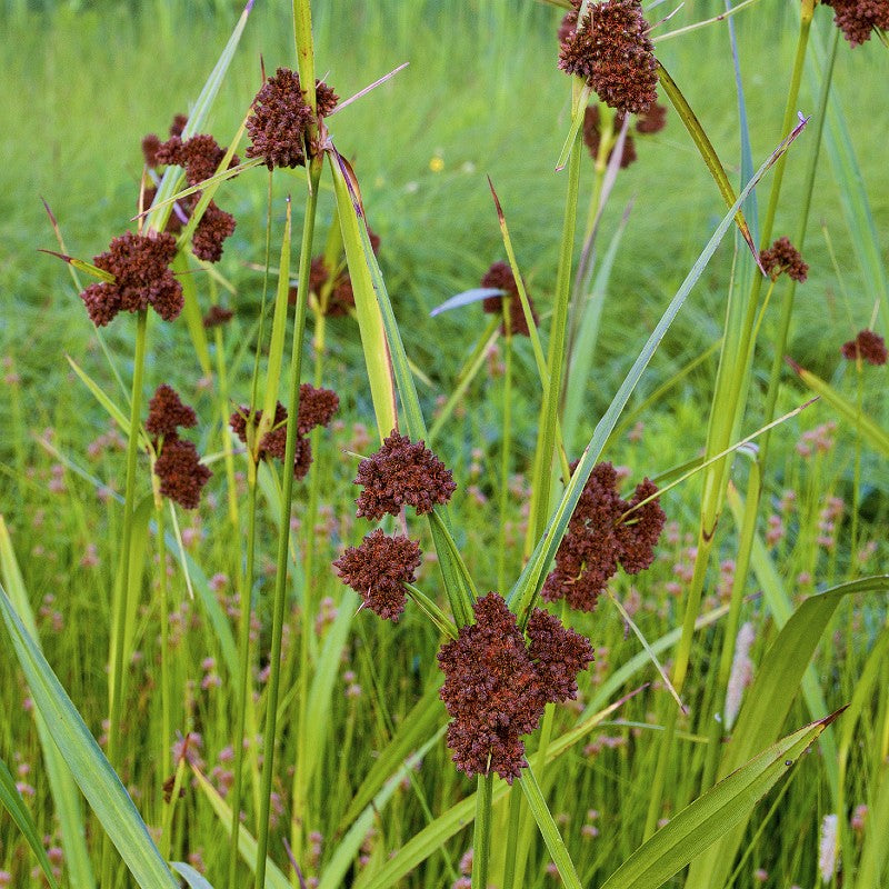 Green Bulrush Grass Seeds (Scirpus atrovirens)