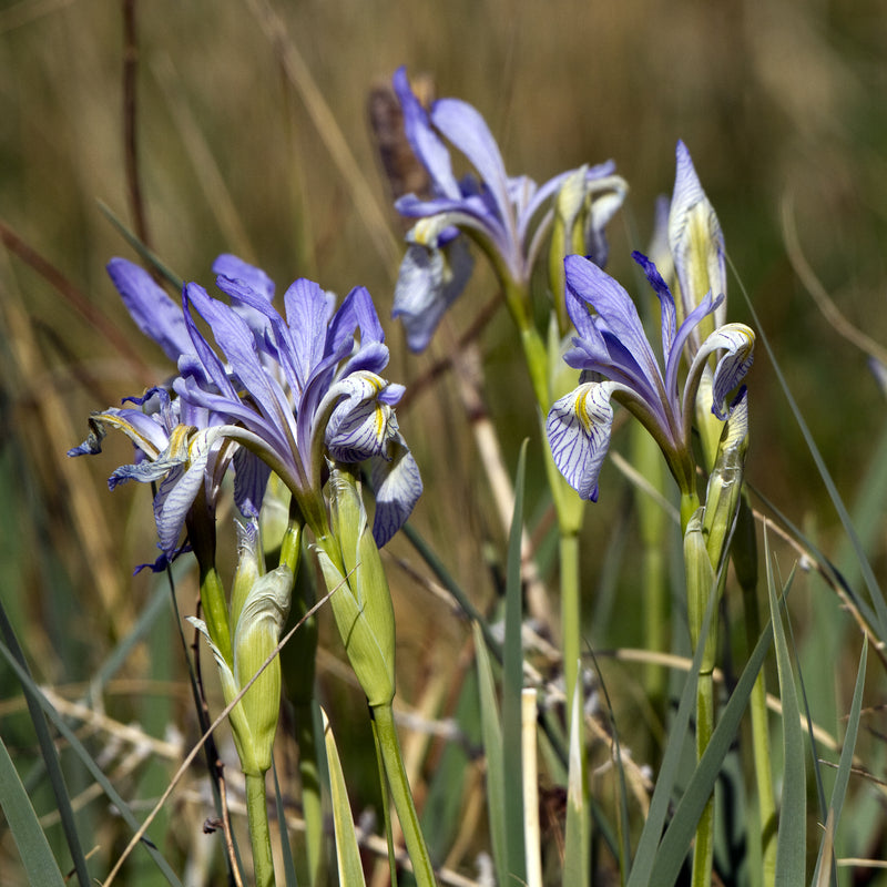 planting wild iris seeds Wild Blue Iris Seeds (Iris versicolor)