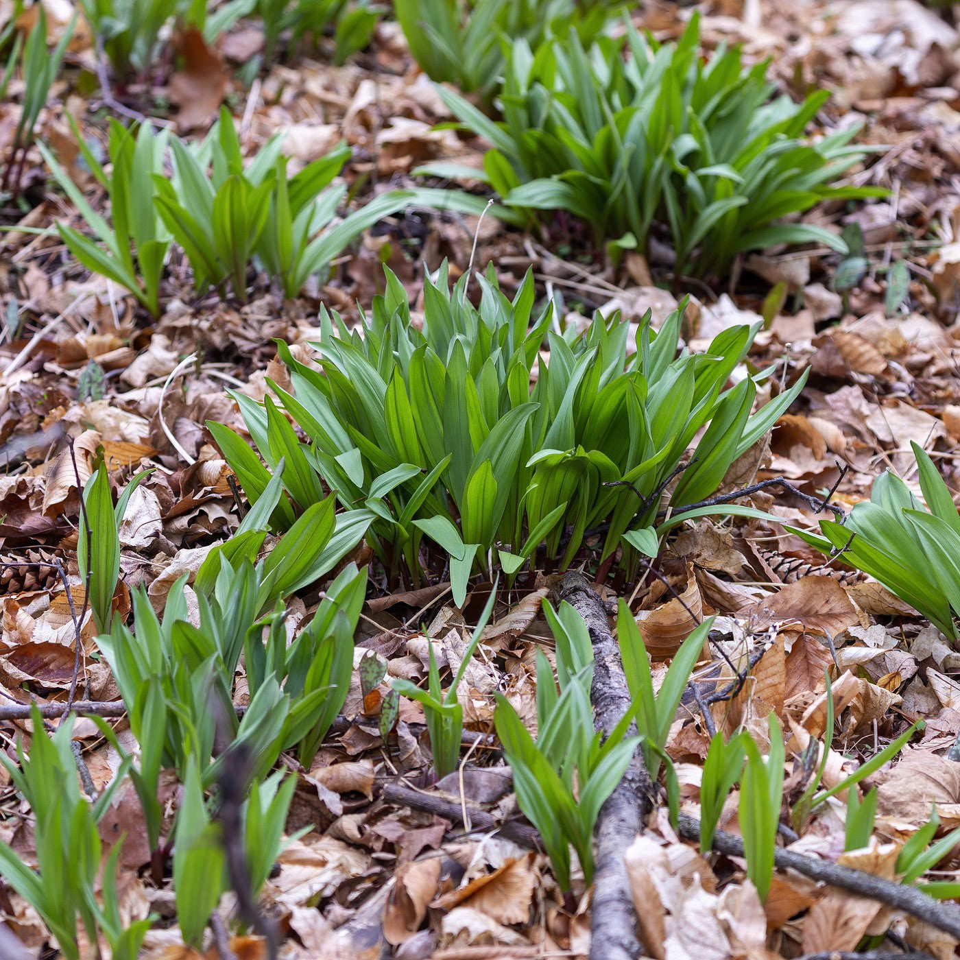 ramp plant seeds Wild Leek Seeds (Allium Tricoccum)