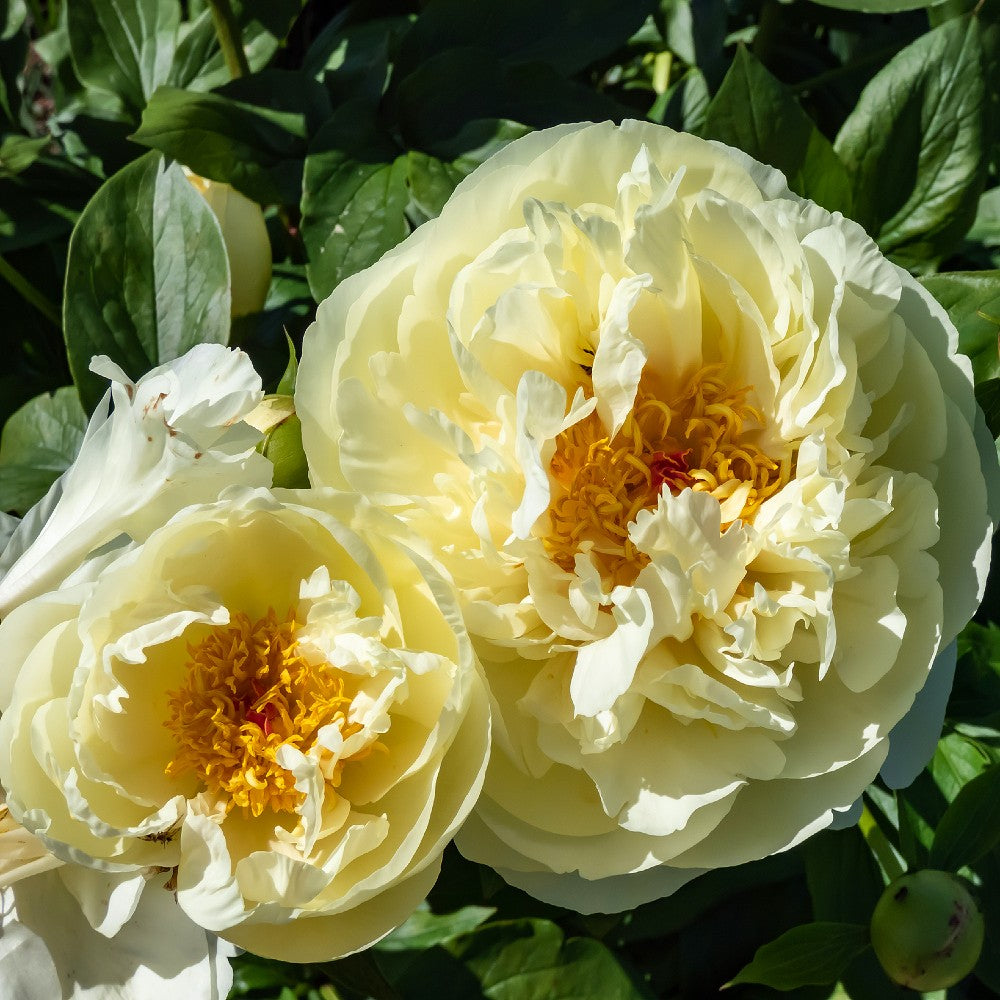 Garden Peony Lemon Chiffon