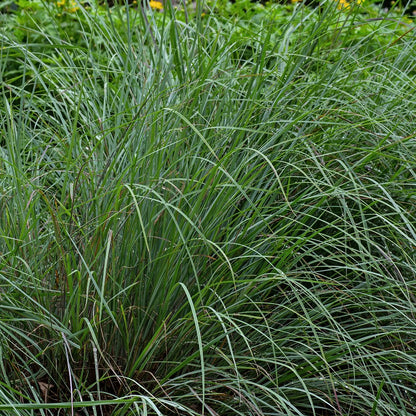 Little Bluestem Grass Seeds (Schizachyrium scoparium)