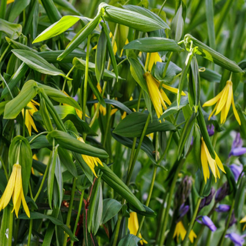 Merrybell Seeds (Uvularia grandiflora)