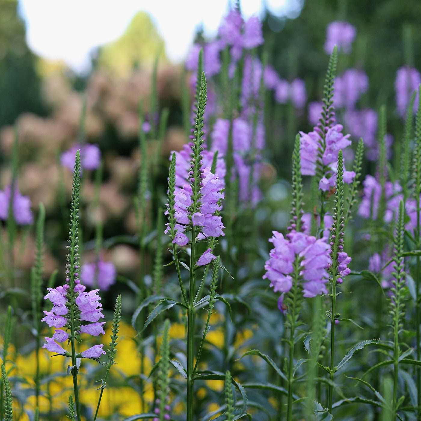 Obedient Plant Seeds (Physostegia virginiana)