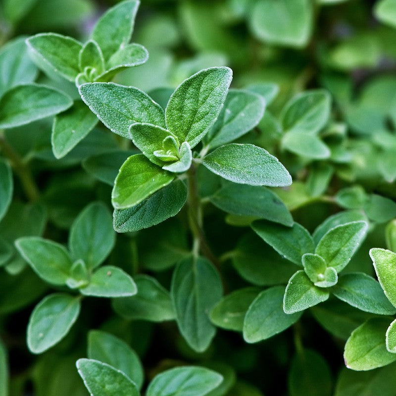 Oregano Seeds