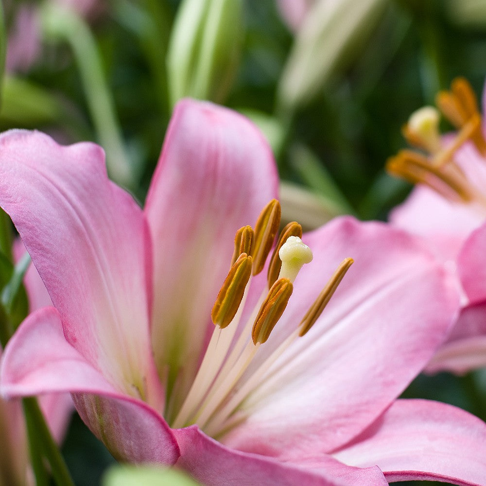LA Hybrid Lily Palena