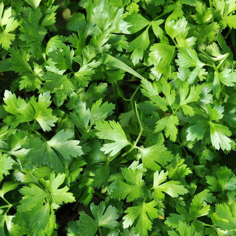 Parsley - Italian Large Flat Leaf Seeds
