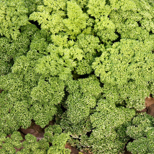 Parsley - Moss Curled Seeds