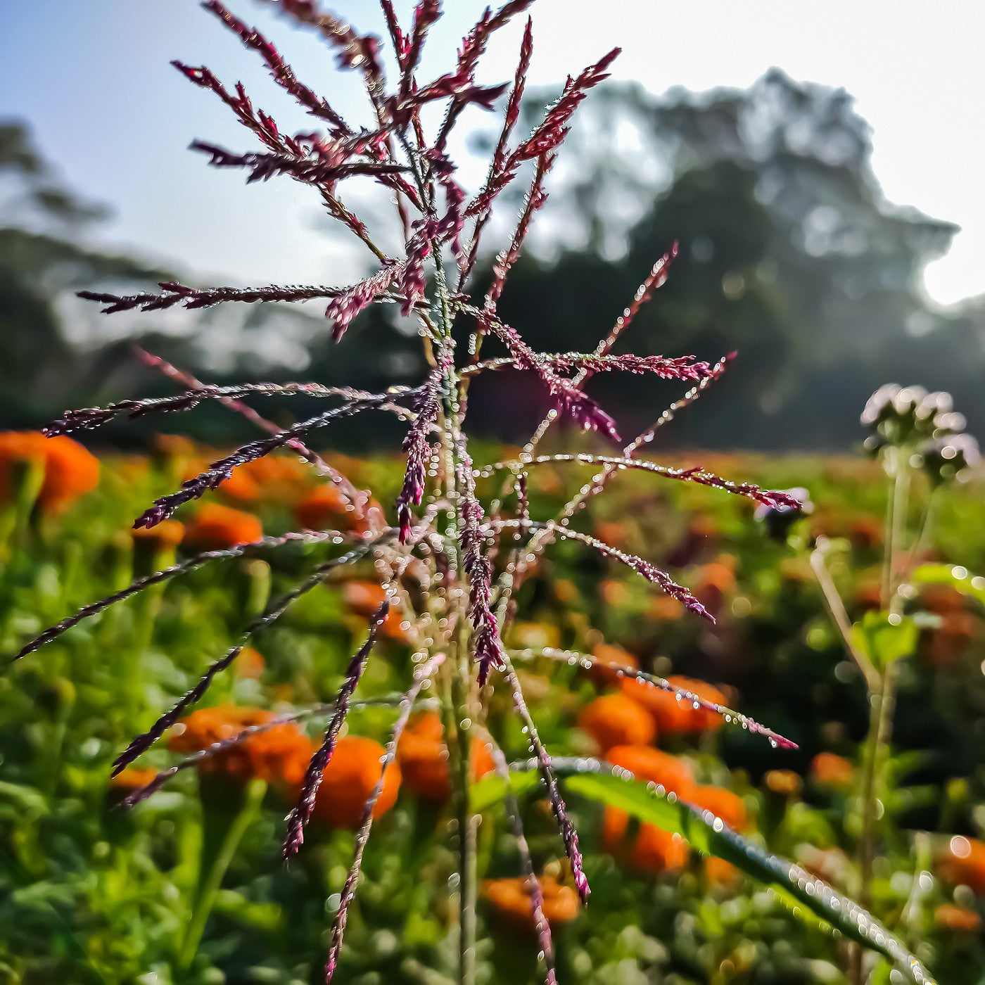 Purpletop Grass Seeds (Tridens flavus)