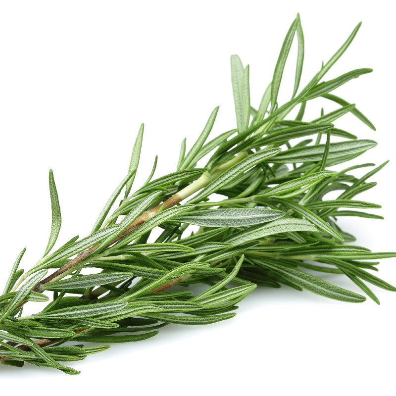 Rosemary Seeds