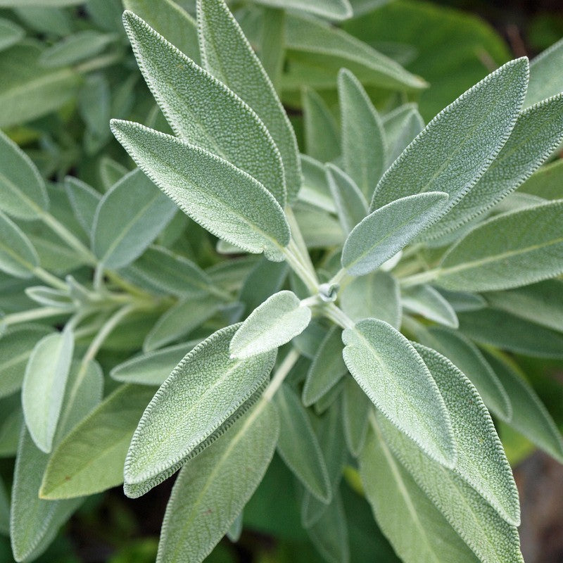 Sage Seeds