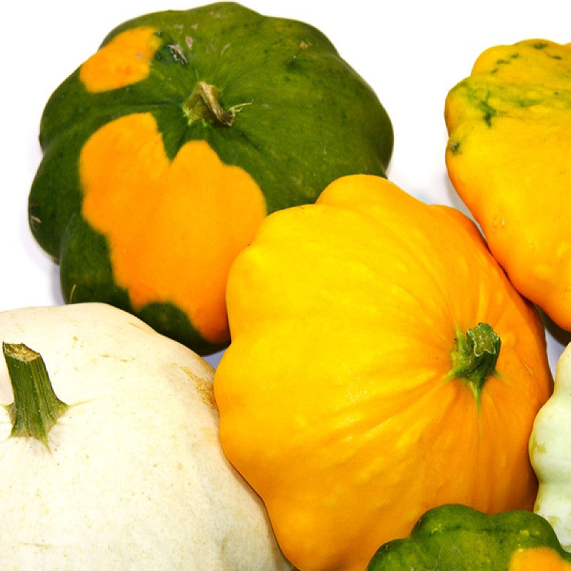 ORGANIC Squash Scallop Blend Seeds