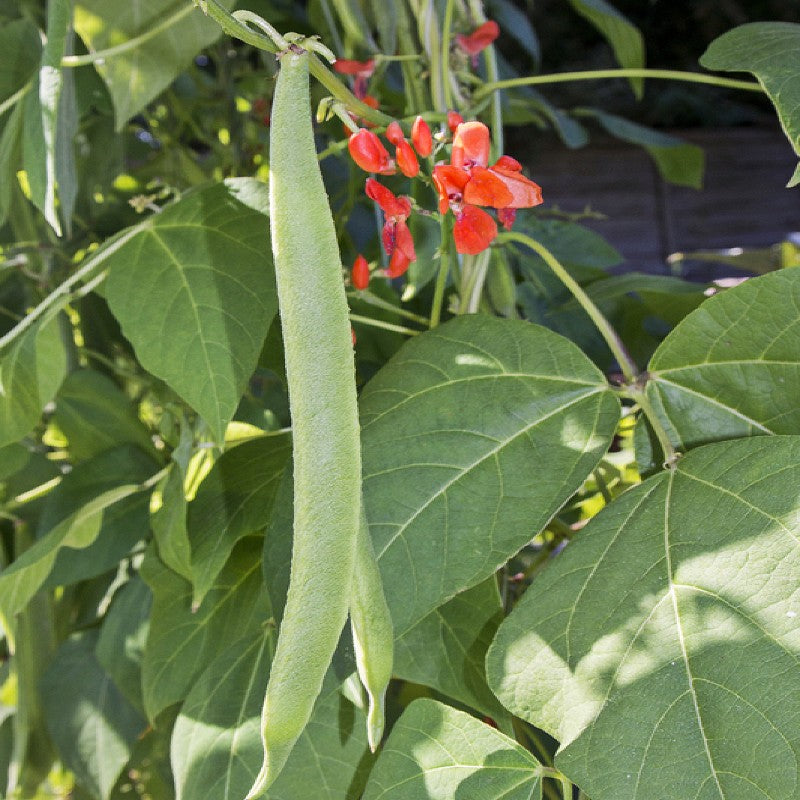 plant runner bean seeds Beans Scarlet Runner Seeds