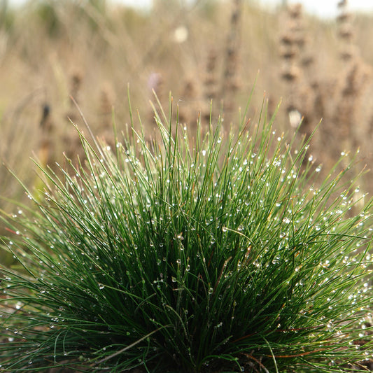 Sheep Fescue Grass Seeds (Festuca ovina)