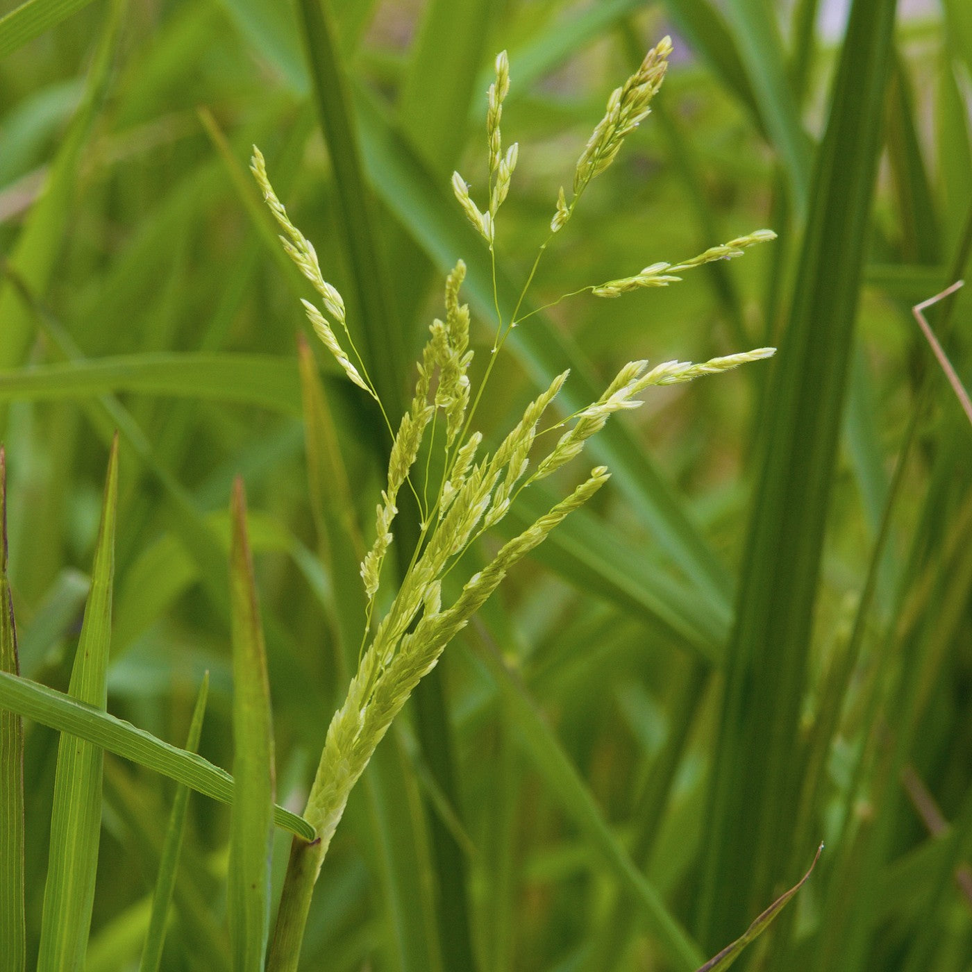 plant wildflower seeds in grass Smooth Panicgrass Grass Seeds (Panicum dichotomiflorum)