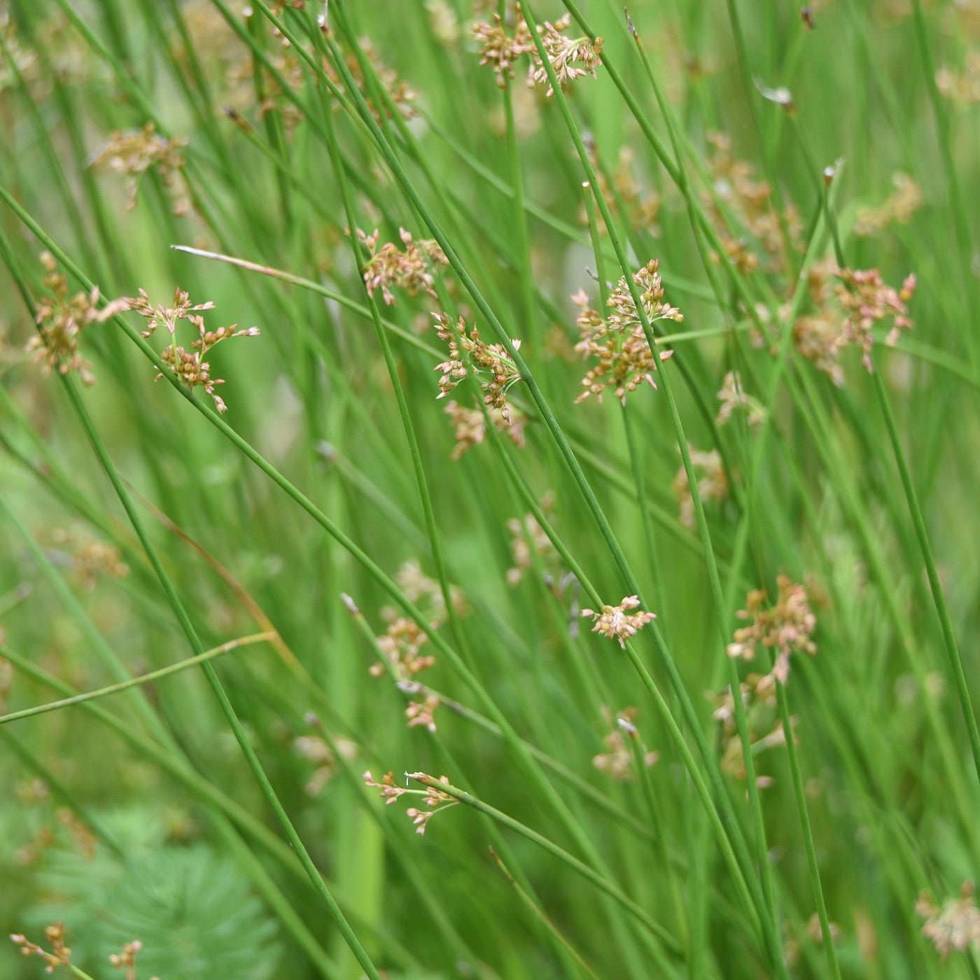 Soft Rush Grass Seeds (Juncus effuses)