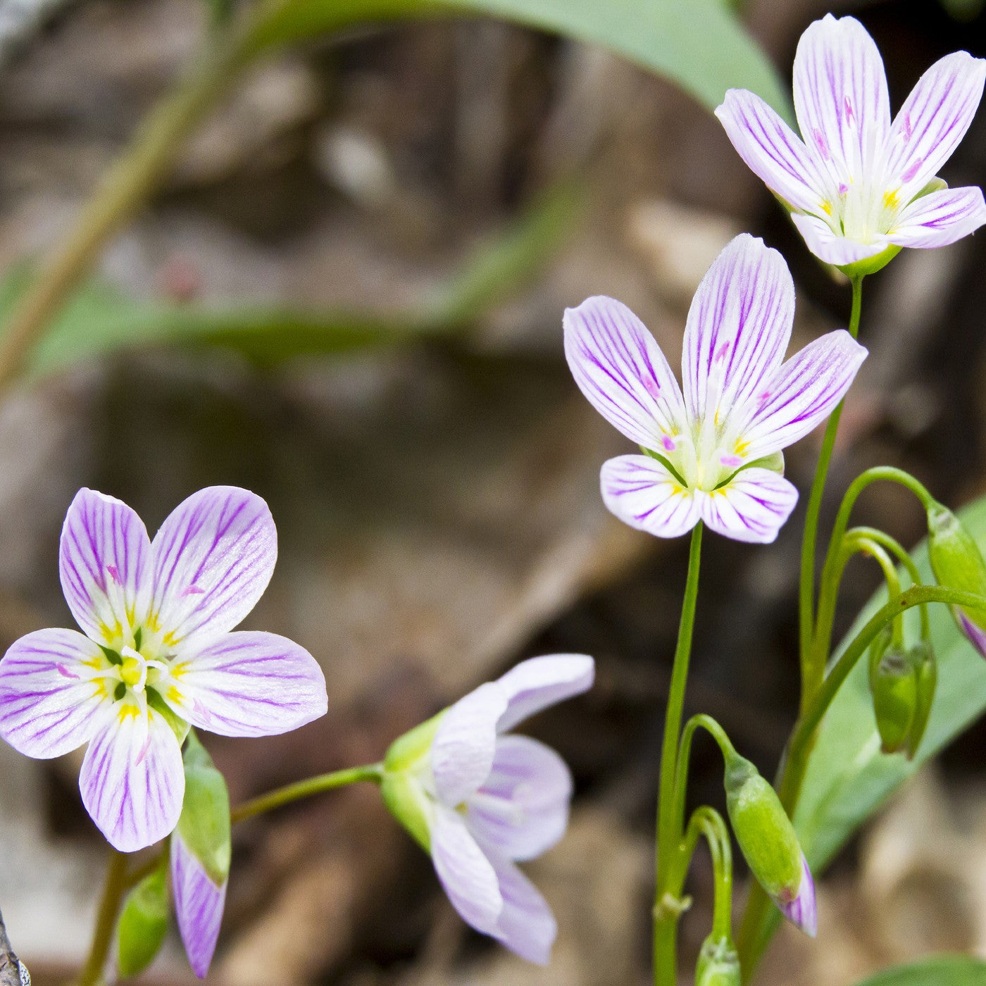spring plant seeds Spring Beauty Seeds (Claytonia Virginica)