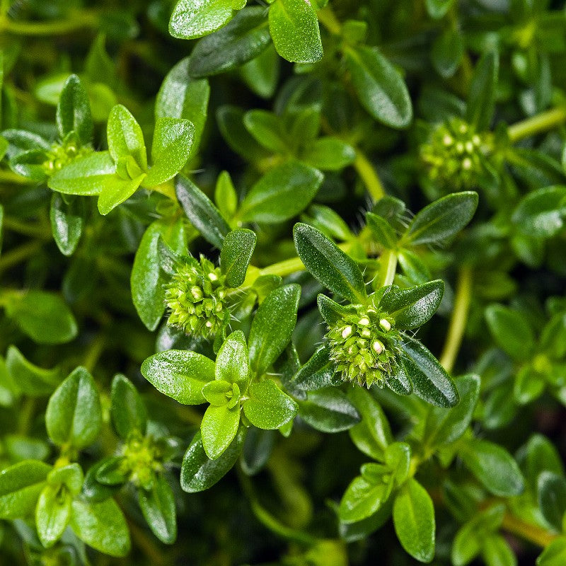 Summer Savory Seeds