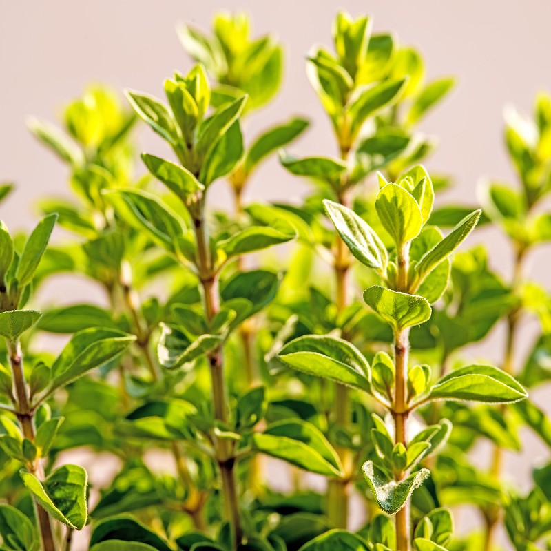 Sweet Marjoram Seeds