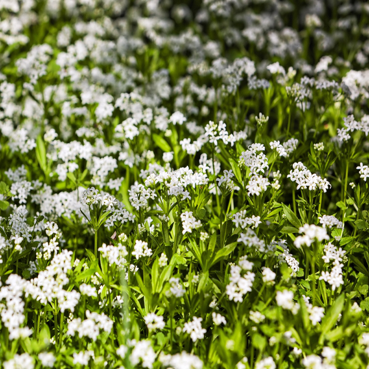 planting sweet woodruff seeds Sweet Woodruff Seeds (Galium odoratum)