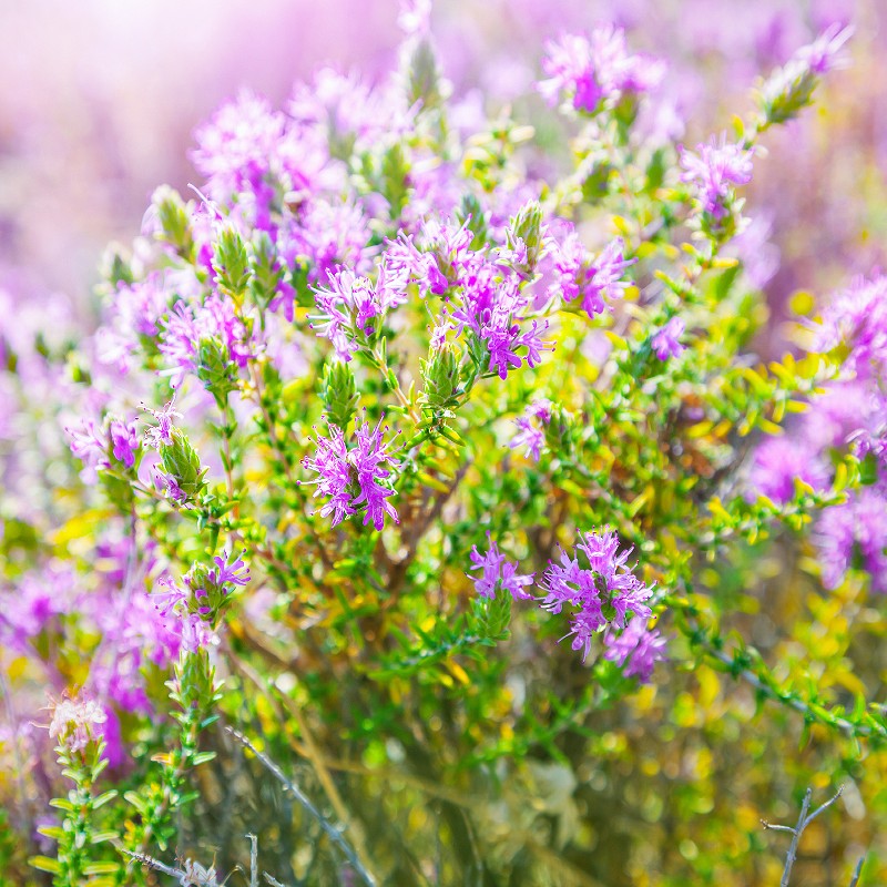 Thyme Seeds