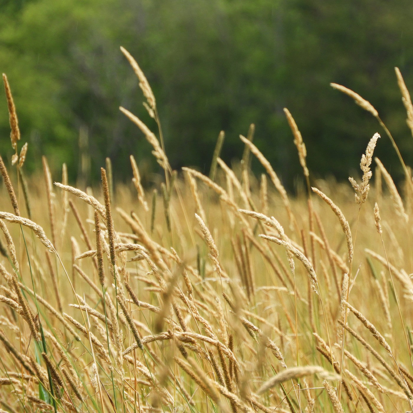 Timothy Grass Seeds (Phleum pratense)