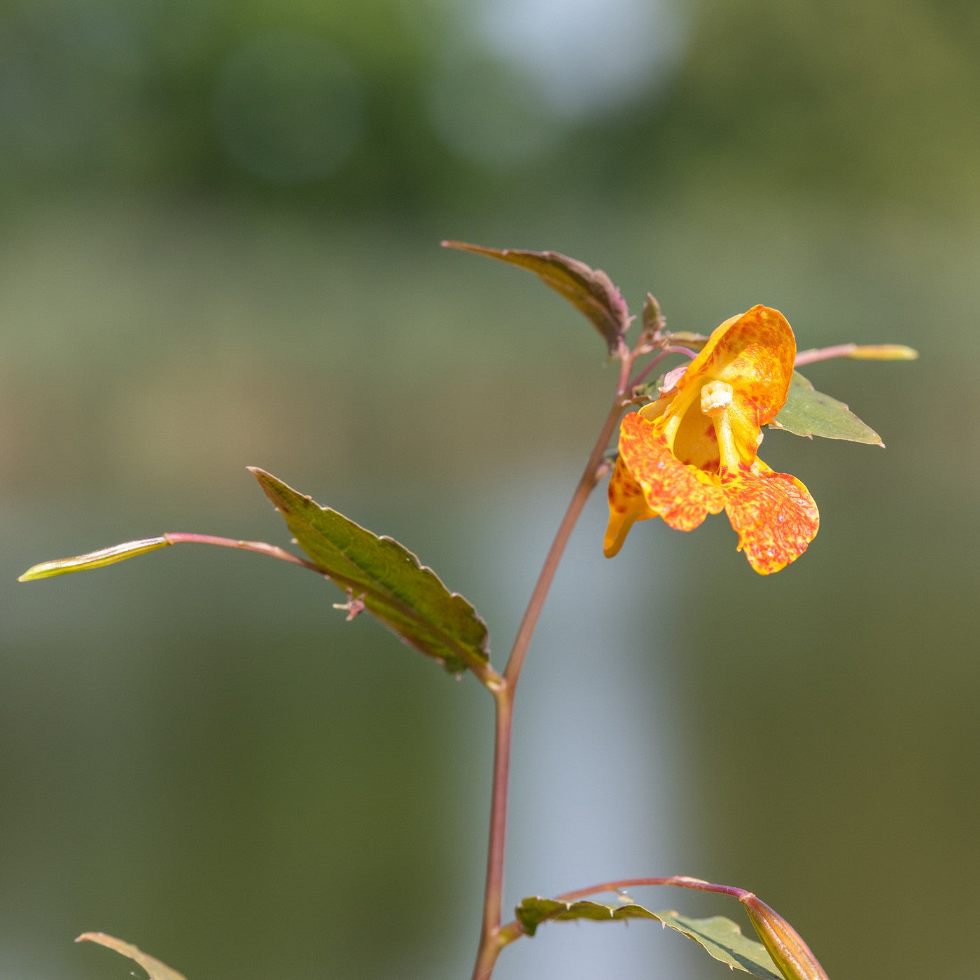 impatiens flower seeds Touch-Me-Not Seeds (Impatiens Capensis)