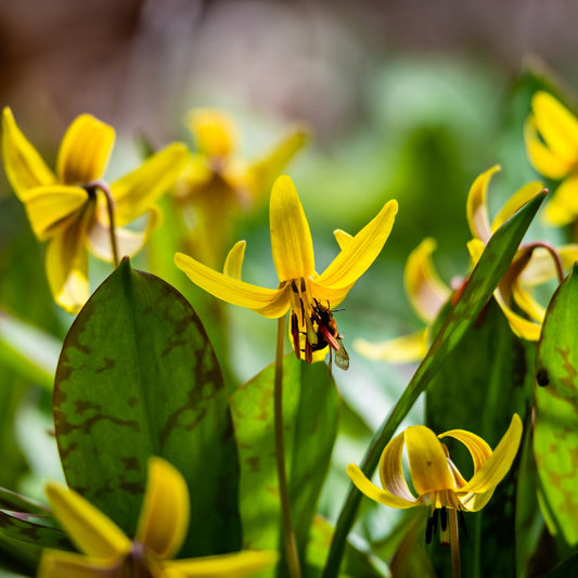 Trout Lily Seeds (Erythronium americanum)