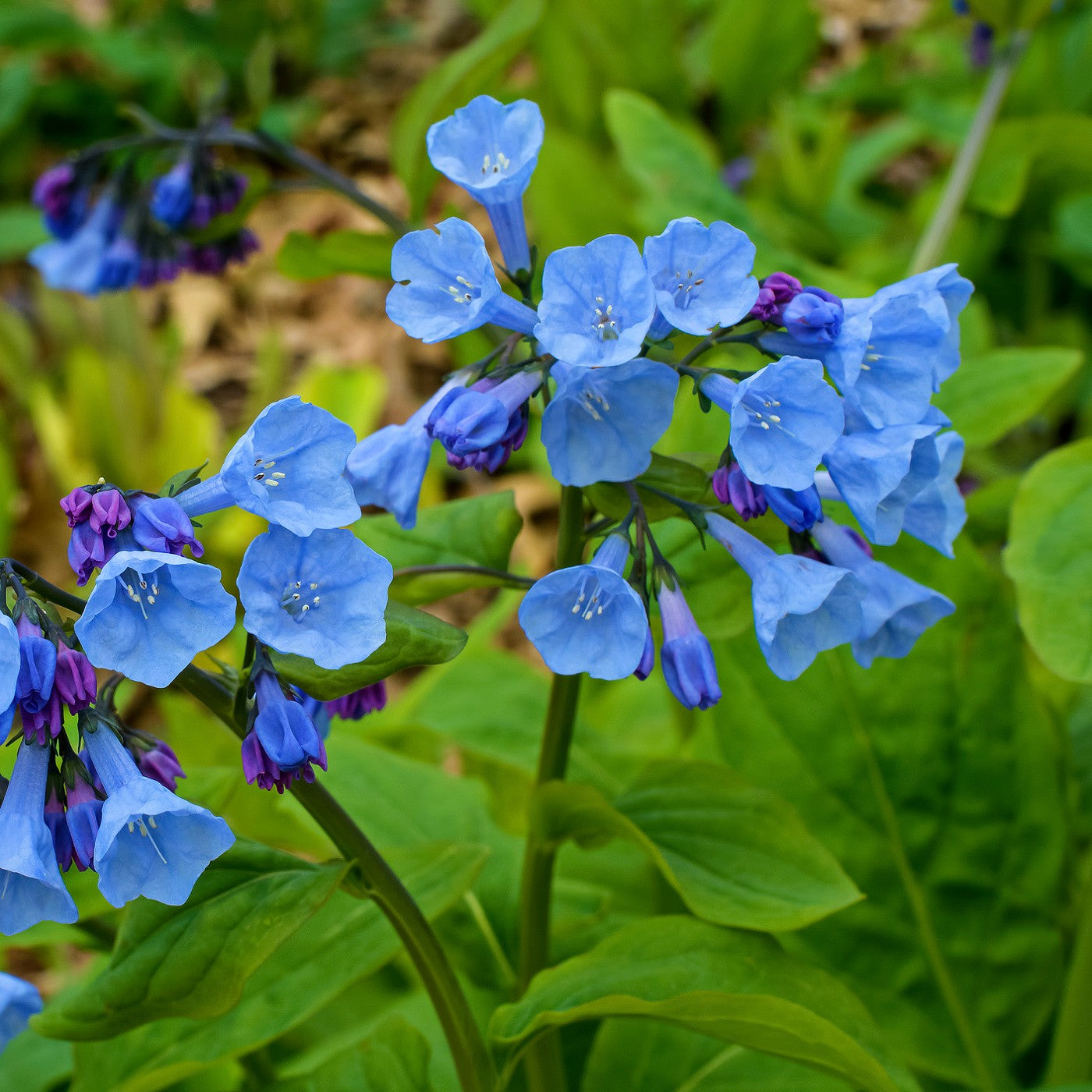 virginia wildflowers seeds Virginia Bluebells Seeds (Mertensia virginica)