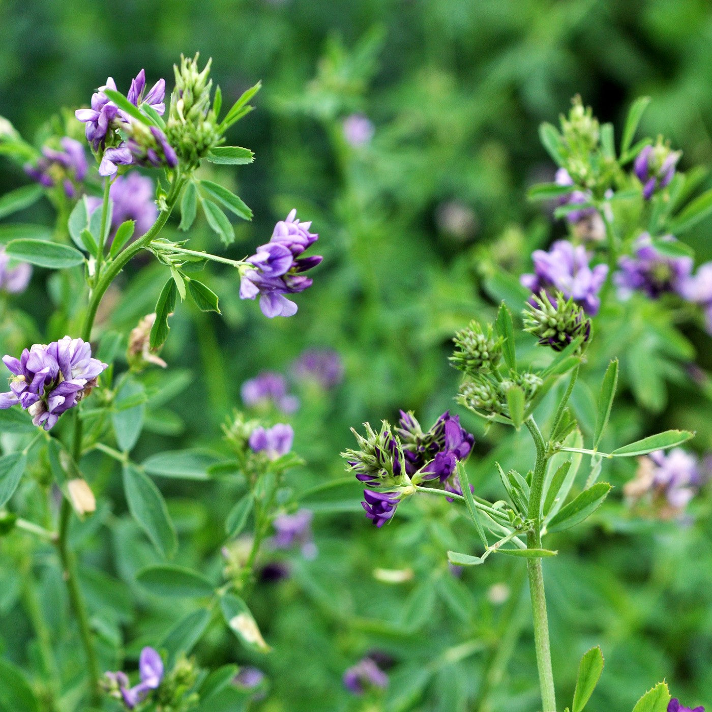 Vernal Alfalfa Seeds (Medicago sativa)