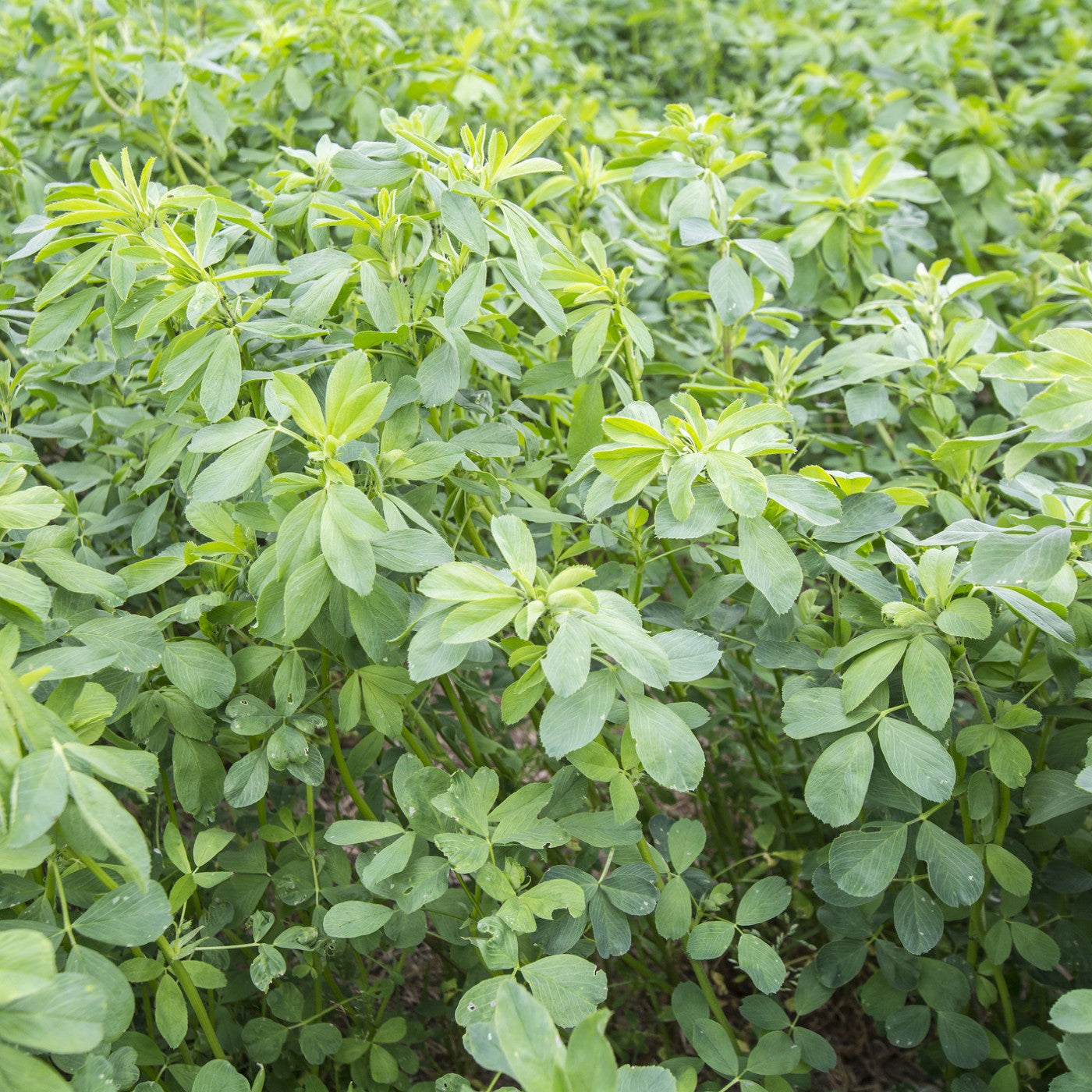 Vernal Alfalfa Seeds (Medicago sativa)