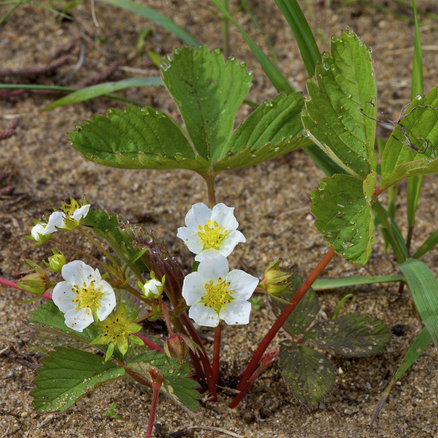 strawberry seeds blooming Wild Strawberry Seeds (Fragaria Virginiana)