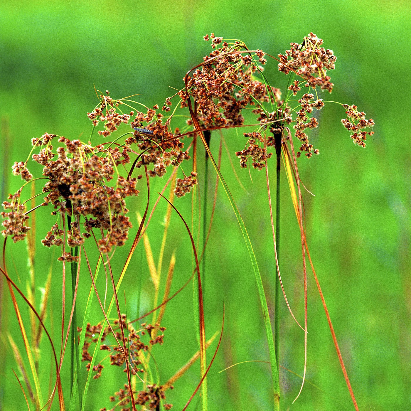 spring plant grass seed Woolgrass Grass Seeds (Scirpus Cyperinus)