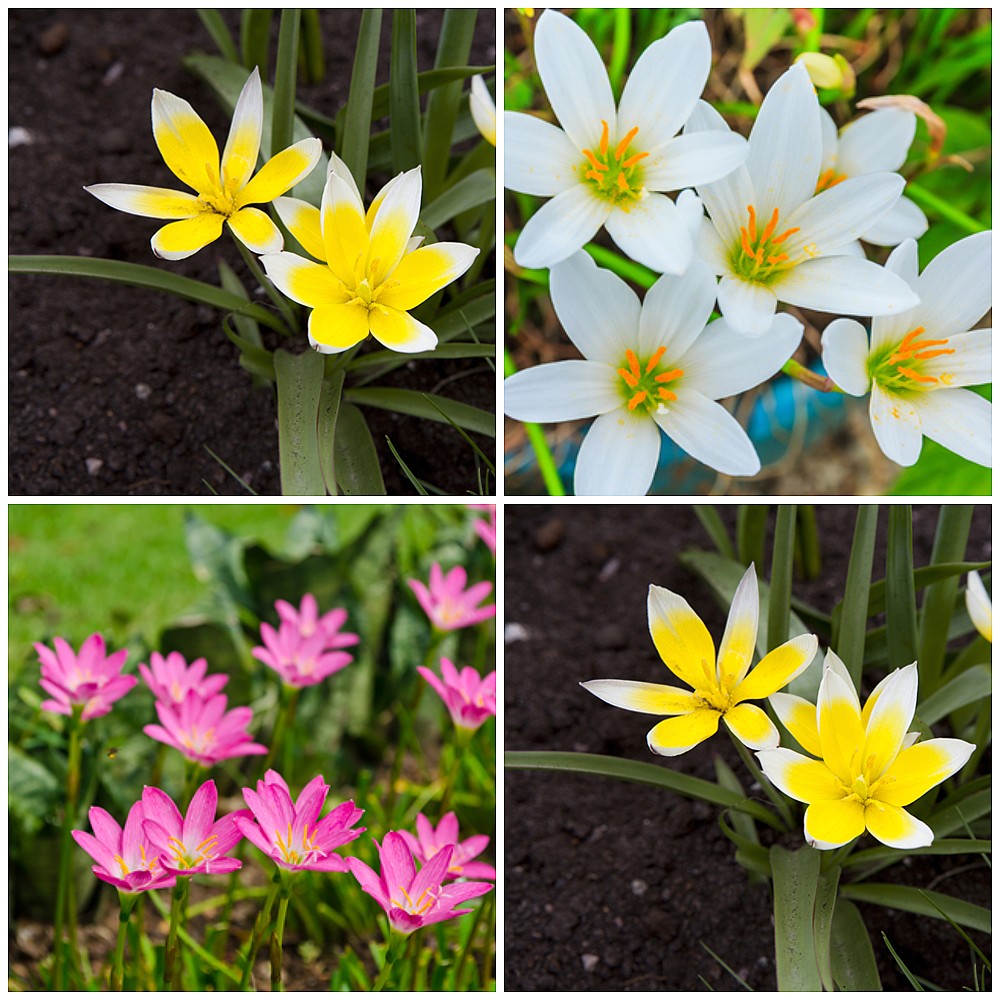 Rain Lily (Zephyranthes)