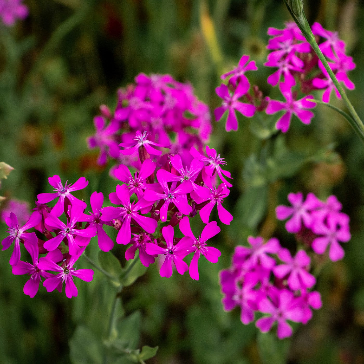 None so Pretty - Catchfly Seeds (Silene armeria)