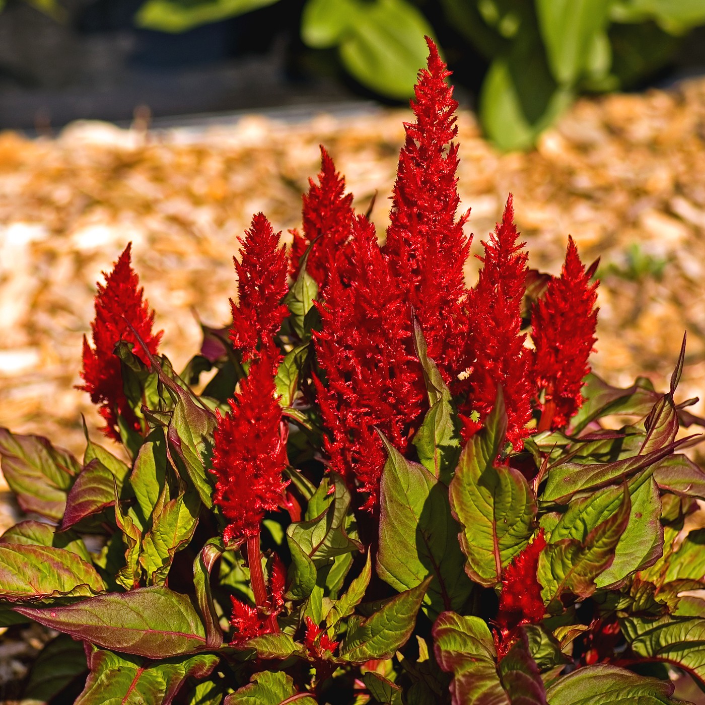 Celosia Scarlet Plume Seeds (Celosia plumosa)