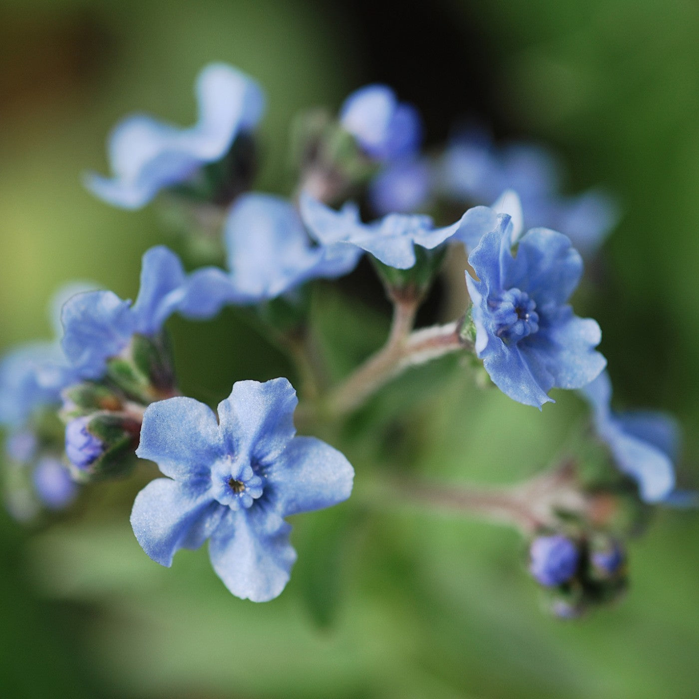 Chinese Forget Me Not Seeds (Cynoglossum amabile)