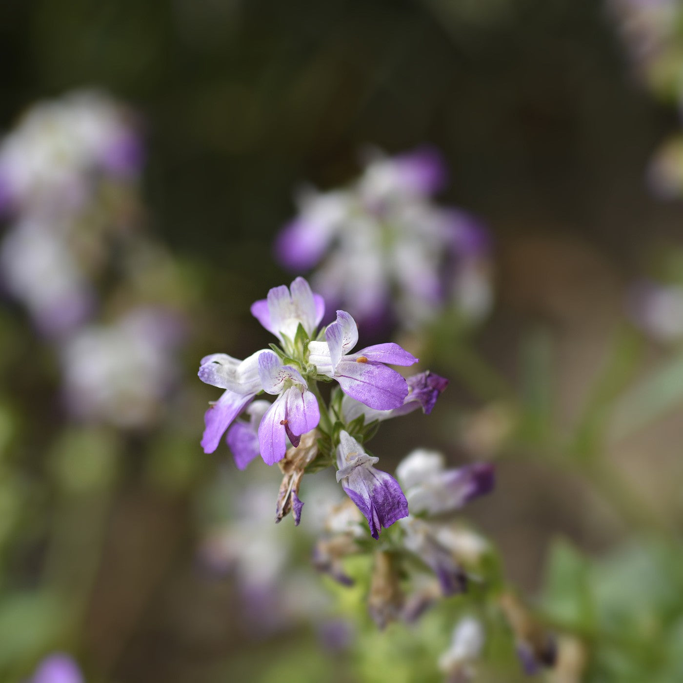 Chinese Houses Seeds (Collinsia heterophylla)