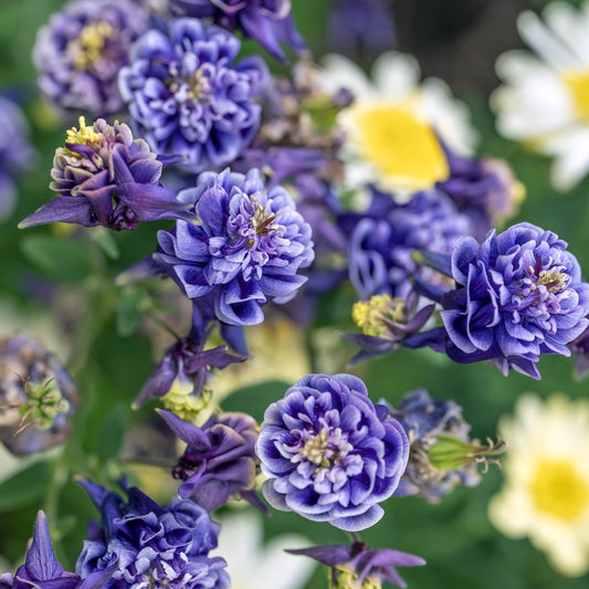 Columbine Double Blue Winky Seeds (Aquilegia caerulea)