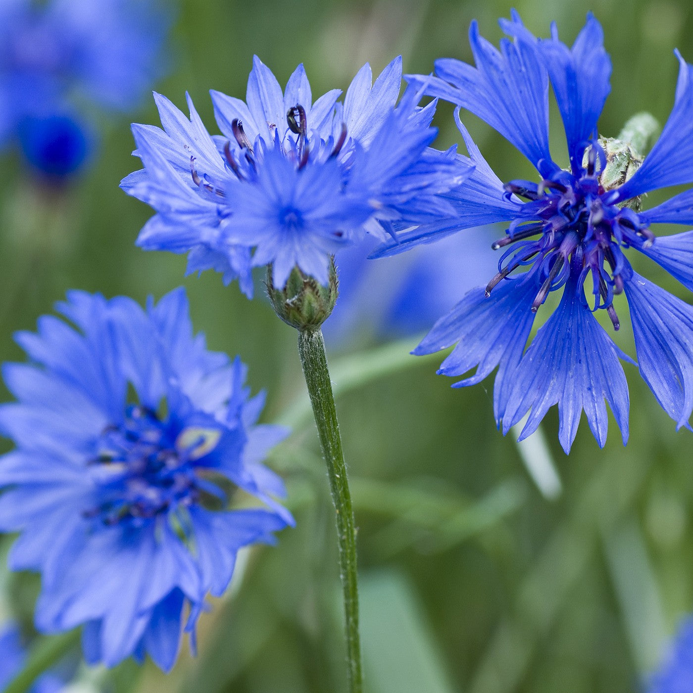 planting cornflowers from seed Cornflower Blue Seeds (Centaurea cyanus)