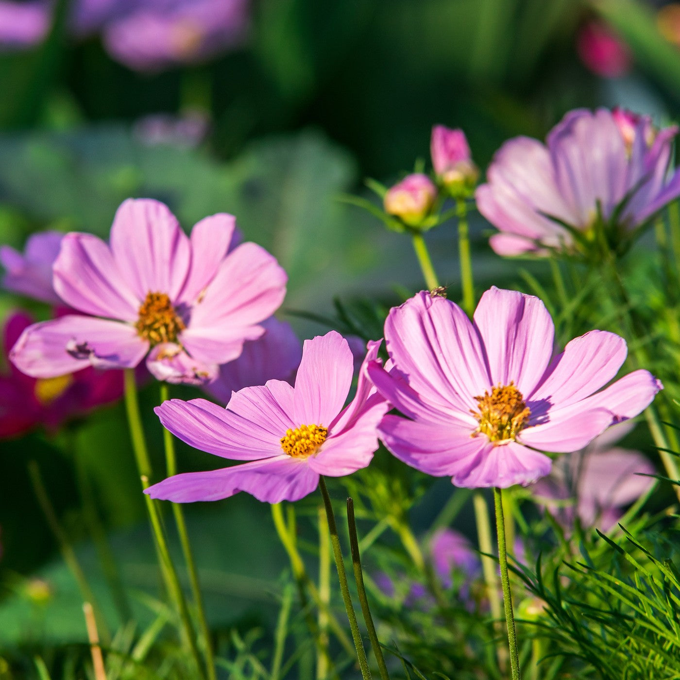 blue cosmos flower seeds Cosmos Dwarf Mix Seeds (Cosmos Bipinnatus)
