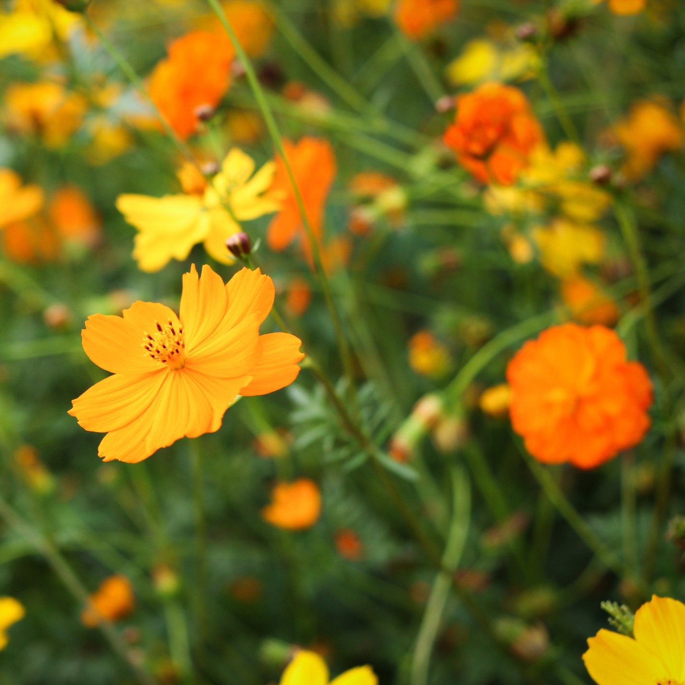 orange cosmos flower seeds Cosmos Orange Seeds (Cosmos Sulphureus)