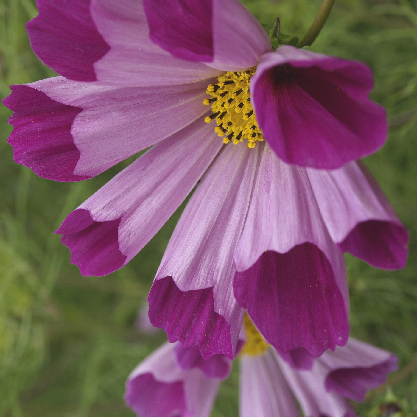 Cosmos Seashell Seeds (Cosmos bipinnatus)