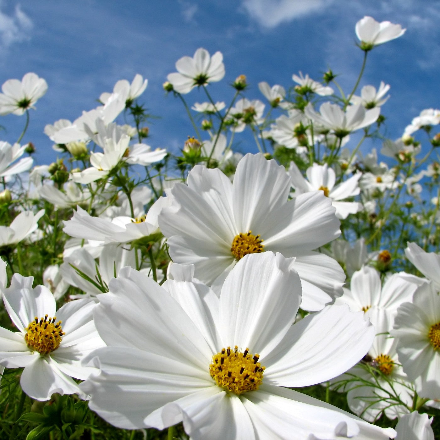 Cosmos White Purity Seeds (Cosmos bipinnatus)