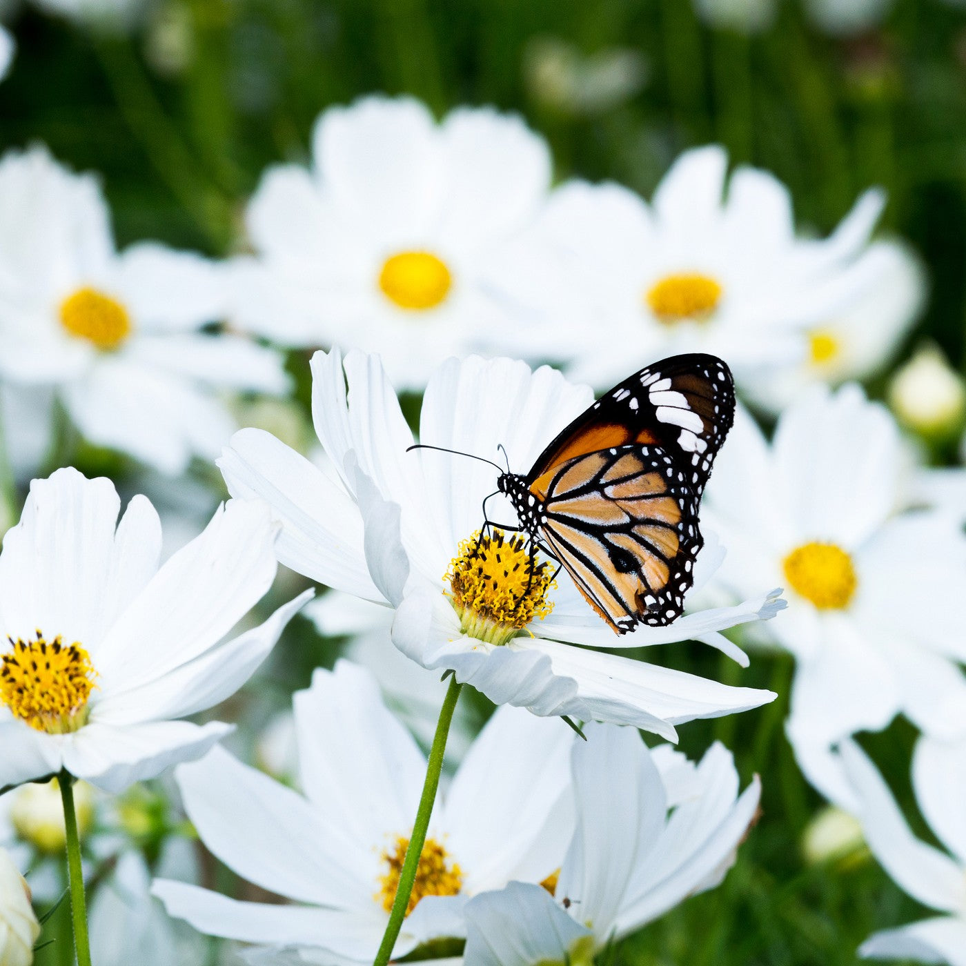 Cosmos White Purity Seeds (Cosmos bipinnatus)