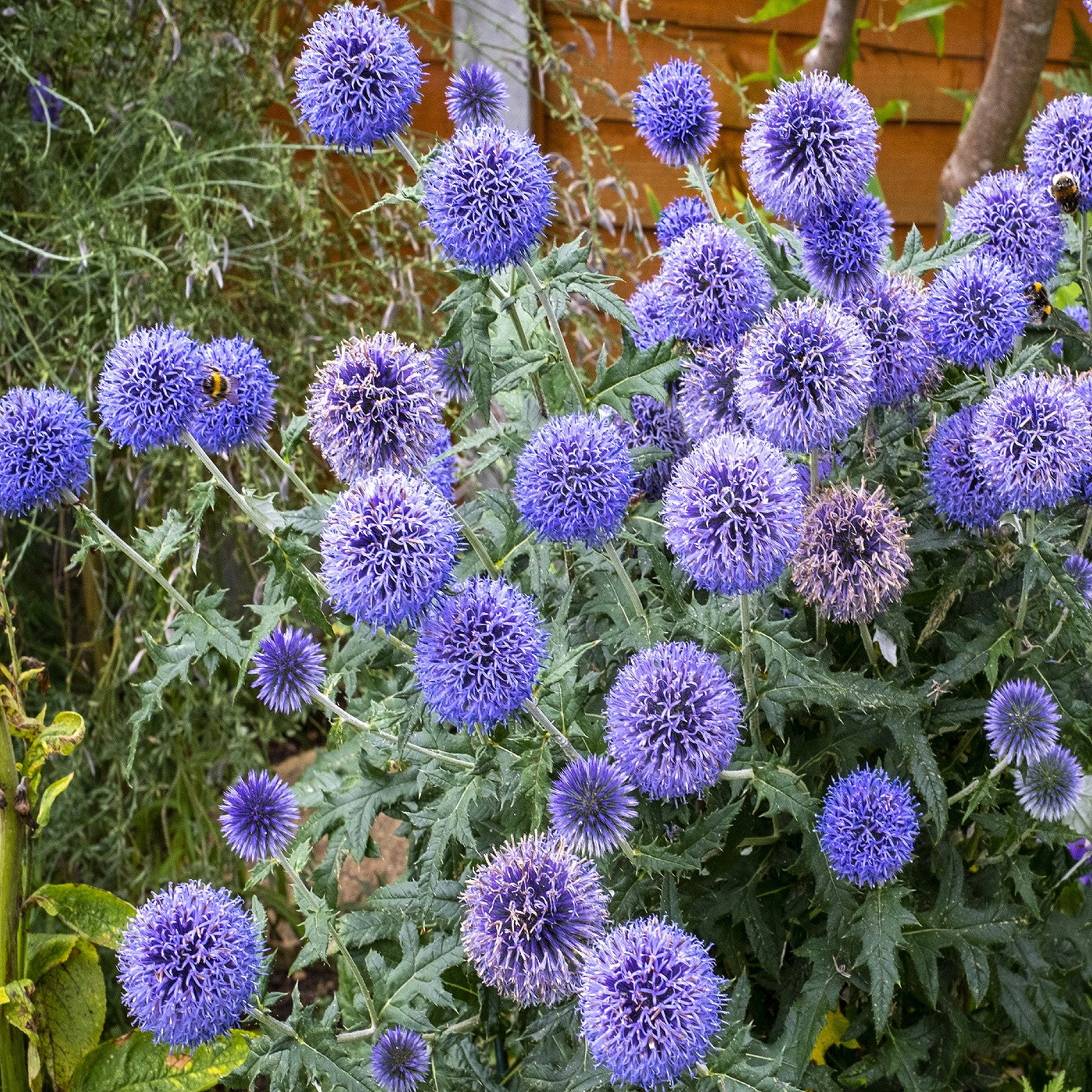 Echinops 'Veitch's Blue'