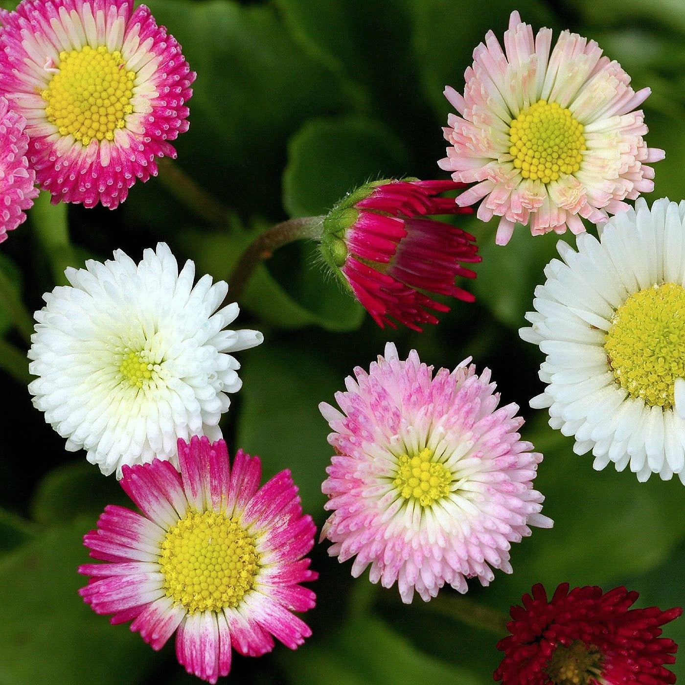 bellis flower seeds Daisy English Seeds (Bellis Perennis)
