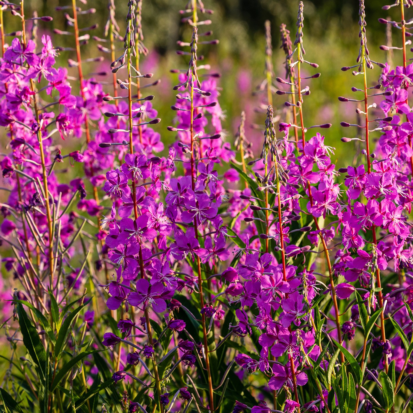 Fireweed Seeds (Epilobium angustifolium)