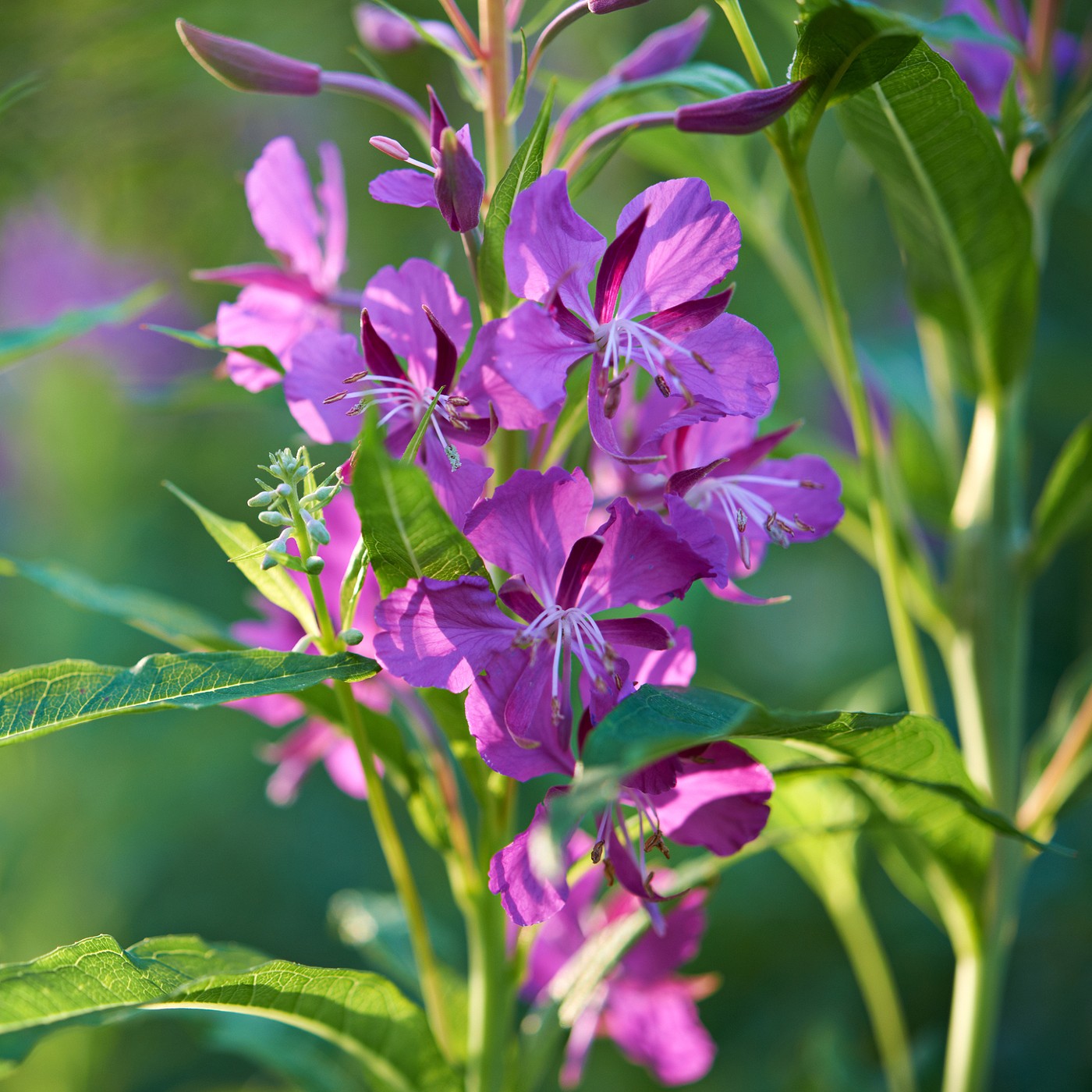 Fireweed Seeds (Epilobium angustifolium)