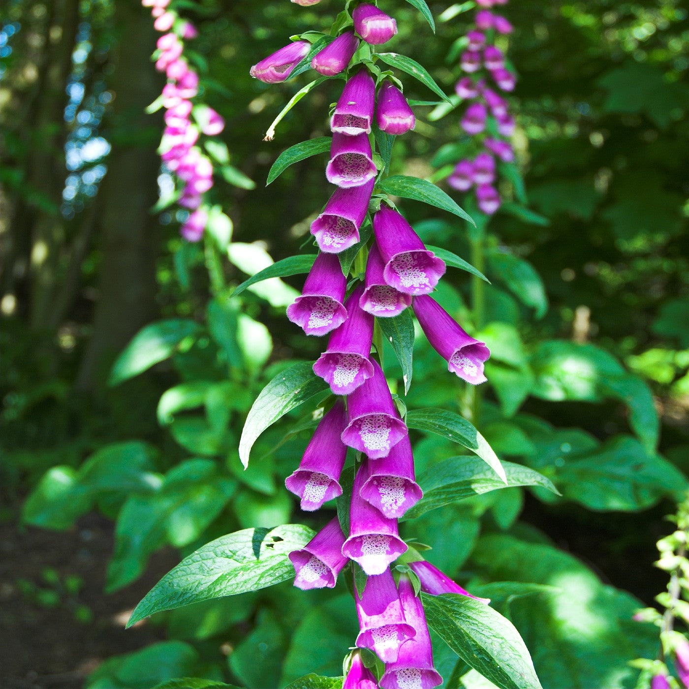 1000 Semi Di Digitale Purpurea Rossa | Digitalis Foxglove Mix Per Esterno - Foto 1